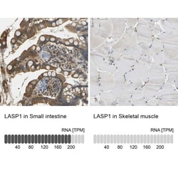 LASP1 Antibody, Novus Biologicals 0.1mL; Unlabeled:Antibodies, Polyclonal